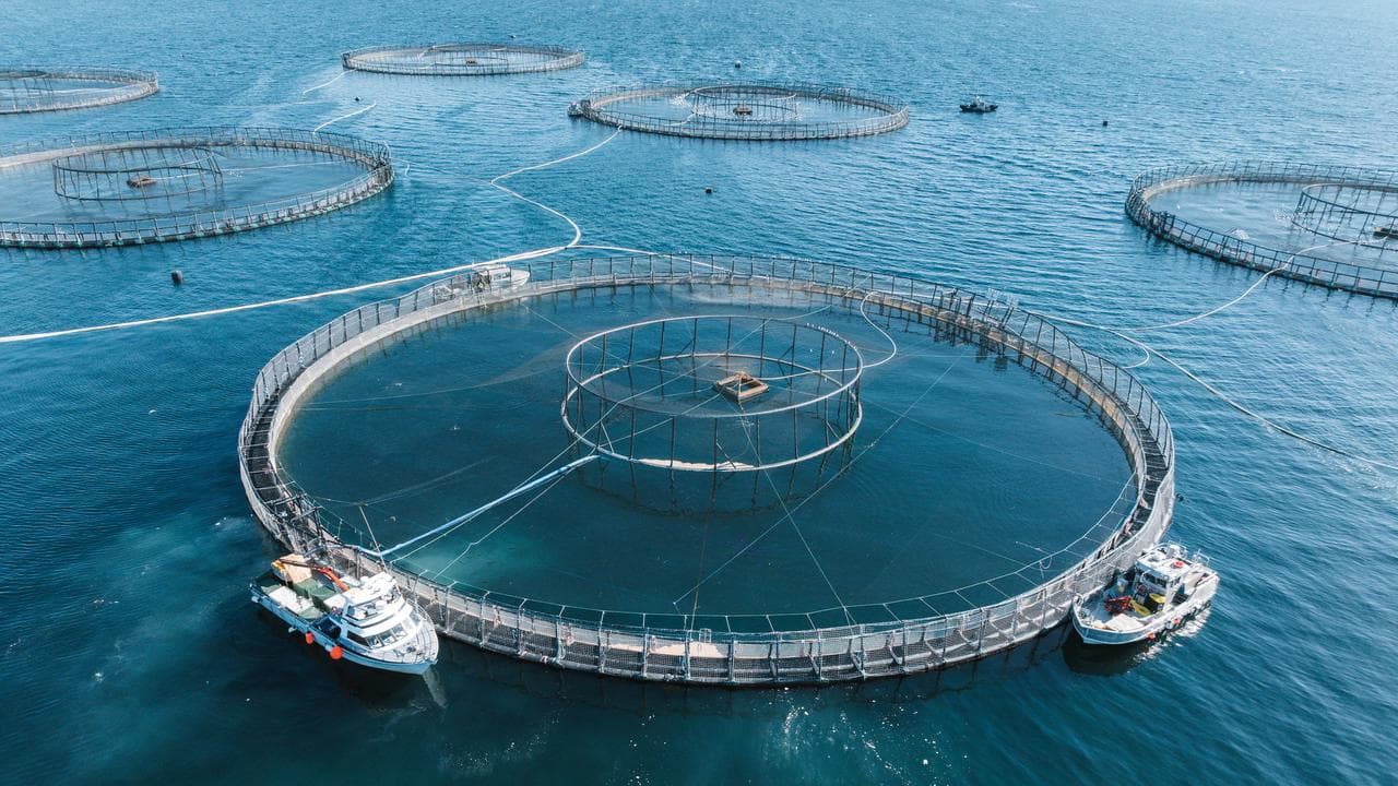 File photograph of salmon farming operation