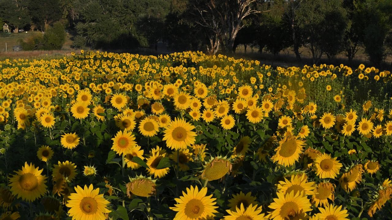 SUNFLOWER MAZE CANBERRA