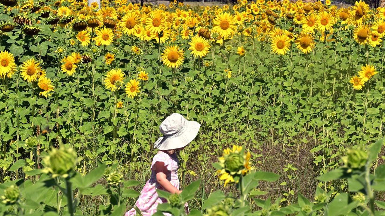 SUNFLOWER MAZE CANBERRA