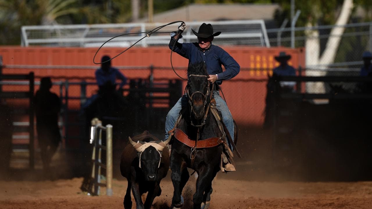 Man on horse prepares to throw lasso at young calf