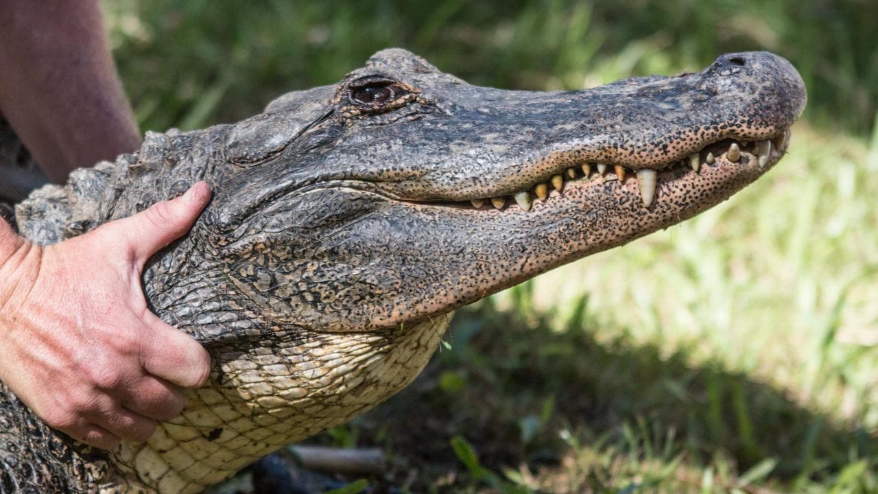 American alligator (file)