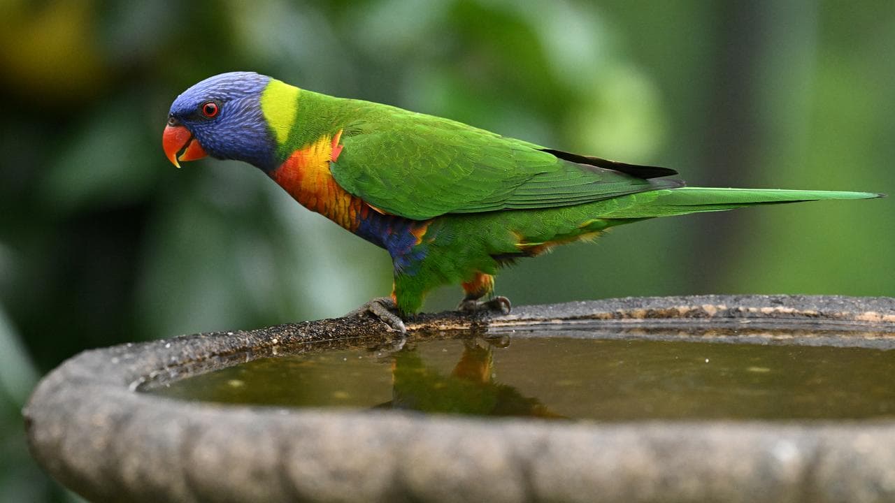 A file photo of a rainbow lorikeet