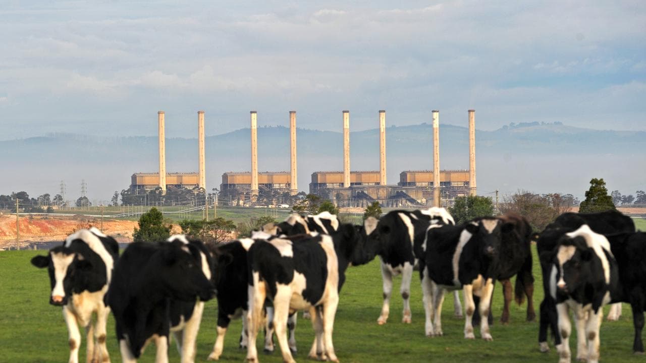 Dairy cattle near a power station