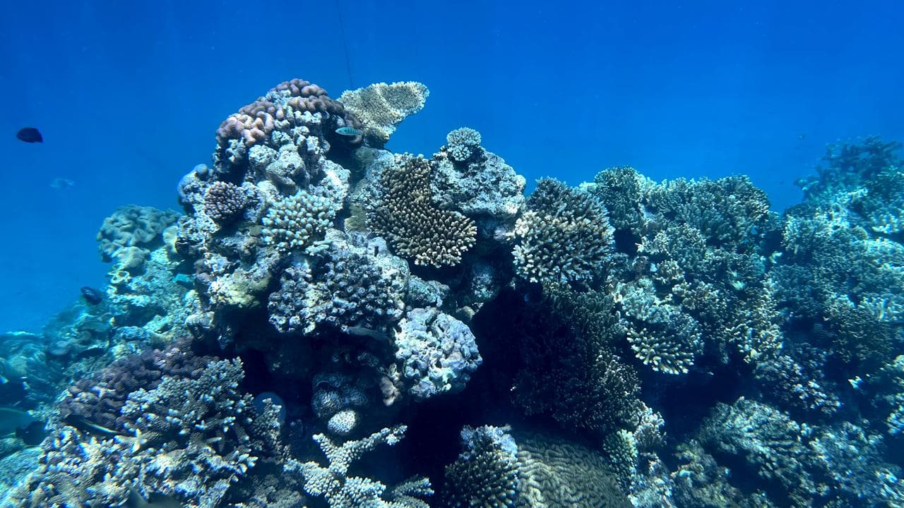 Coral reef