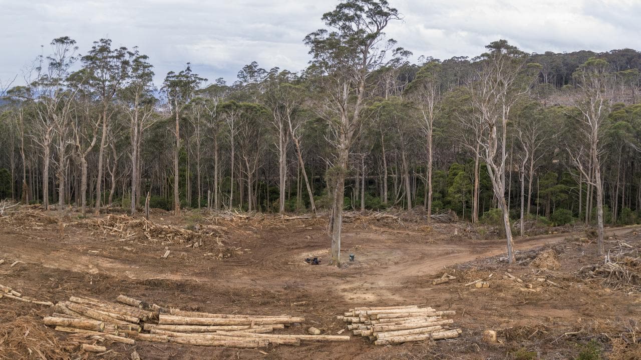 Tallaganda State Forest in NSW (file)