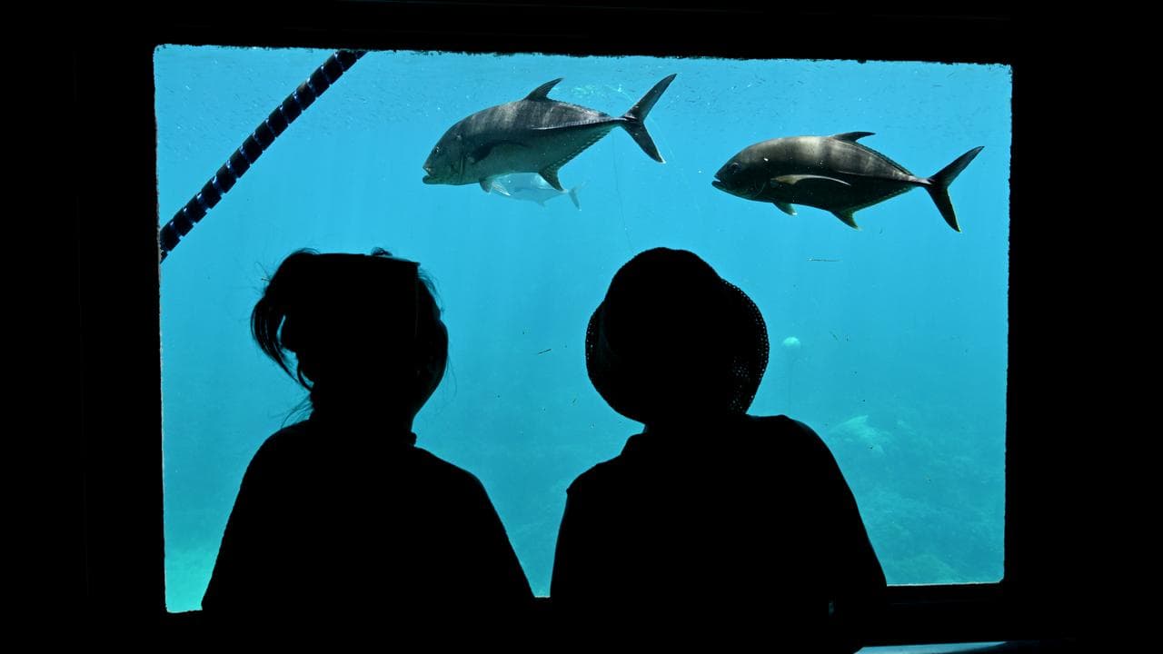 Children watch fish on the Great Barrier Reef