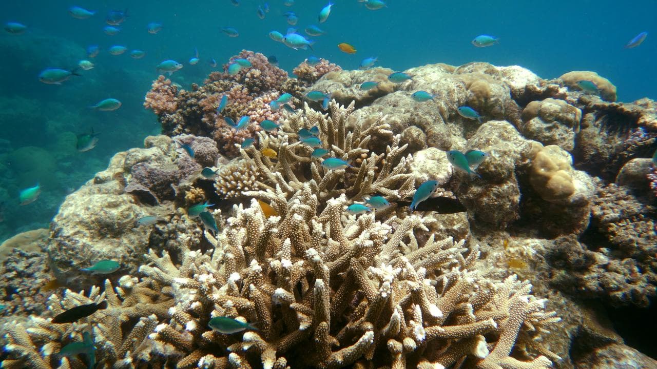 The Great Barrier Reef in Far North Queensland (file image)