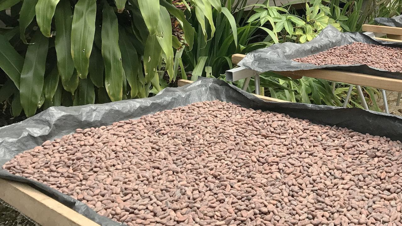 Cocoa beans