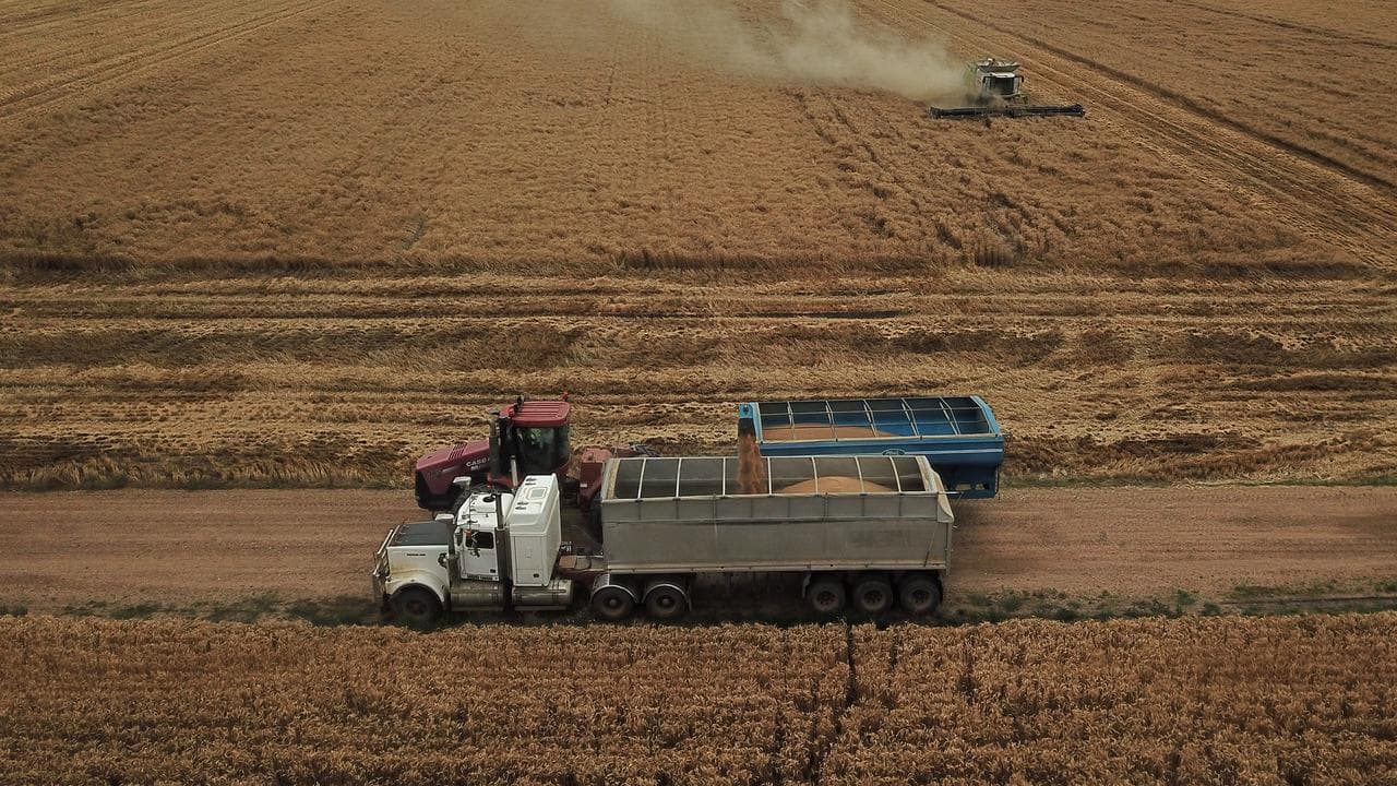 The wheat harvest gets under way near Moree, NSW
