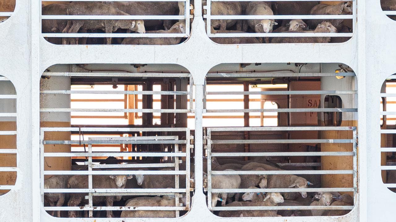 Sheep on an export ship.