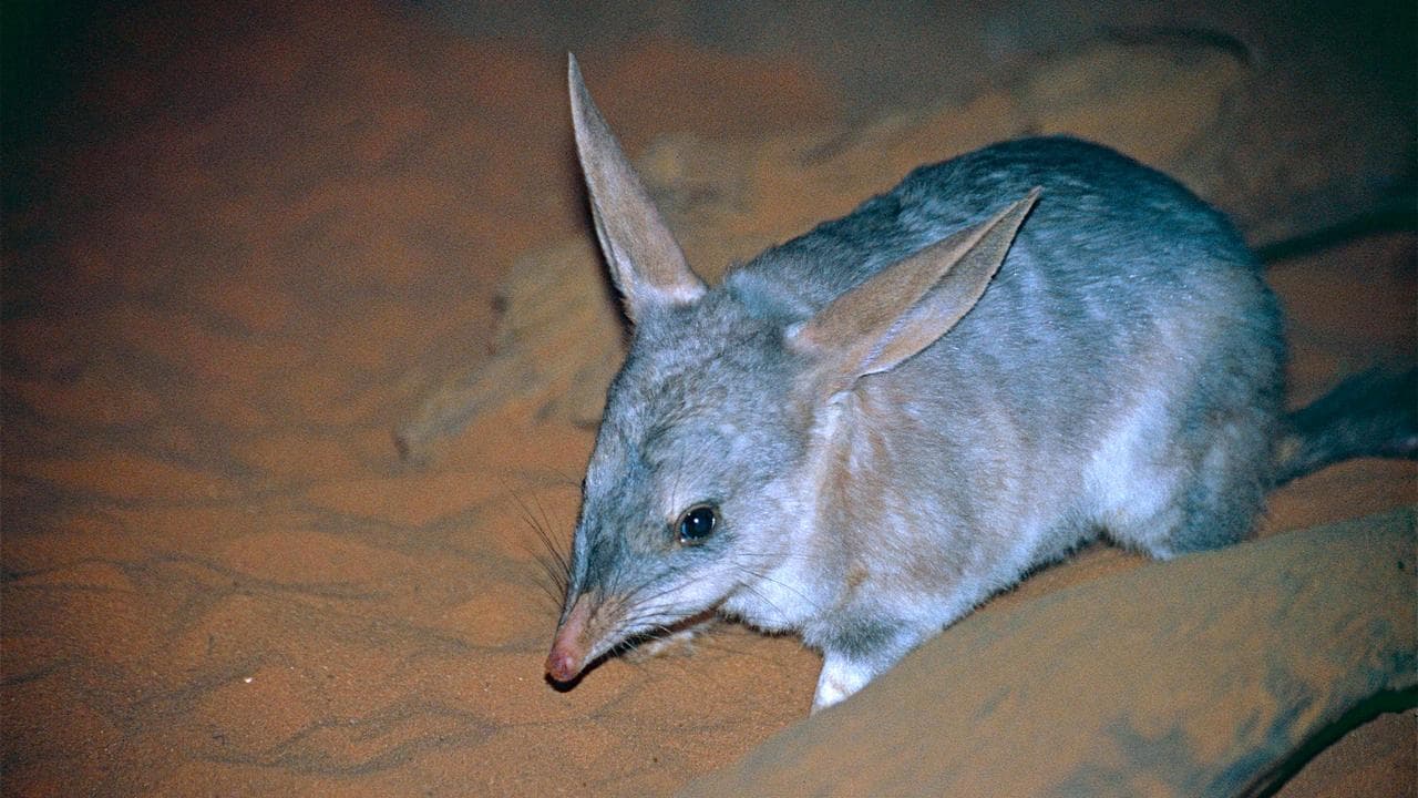 A bilby (file)