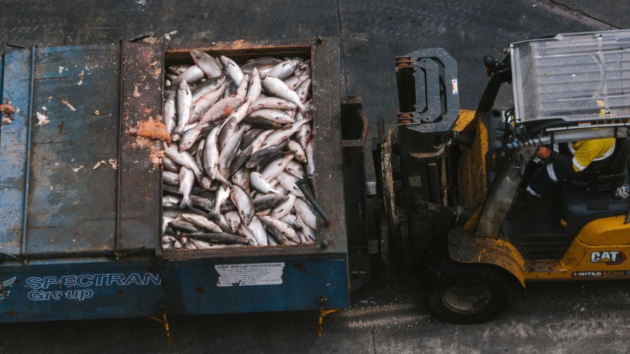 Dead fish at Tassal salmon operations in southern Tasmania
