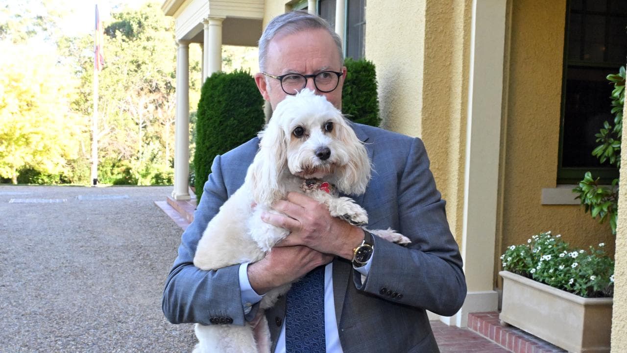 Anthony Albanese and his dog Toto (file image)