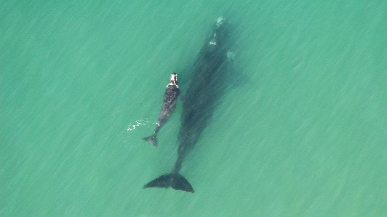 Southern right whale mother and calf (file image)