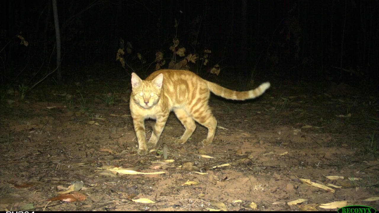 Feral cats in Kakadu National Park 