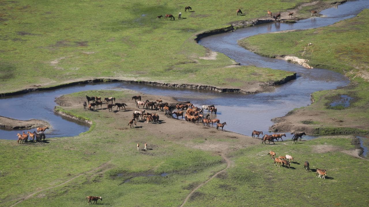 Feral horses also known as brumbies at Kosciuszko National Park 