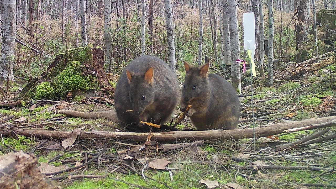 Wild animals captured on camera traps