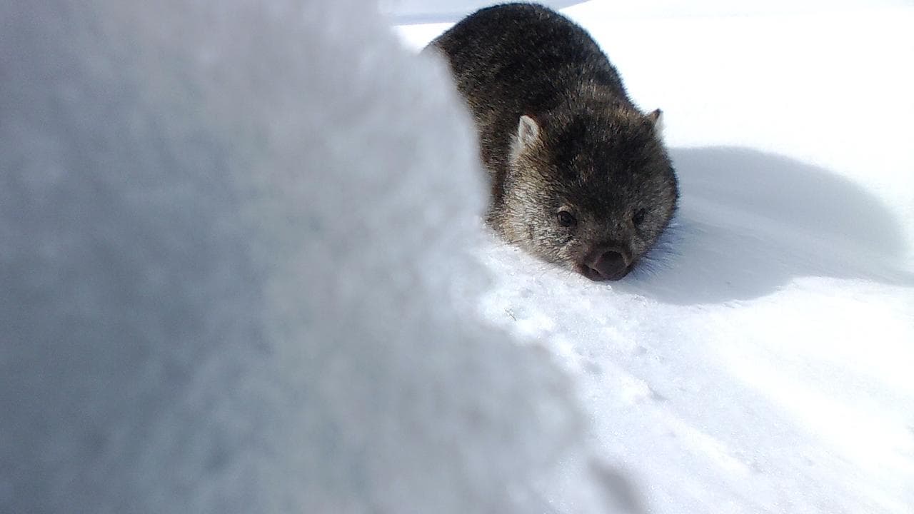 A wombat in the snow