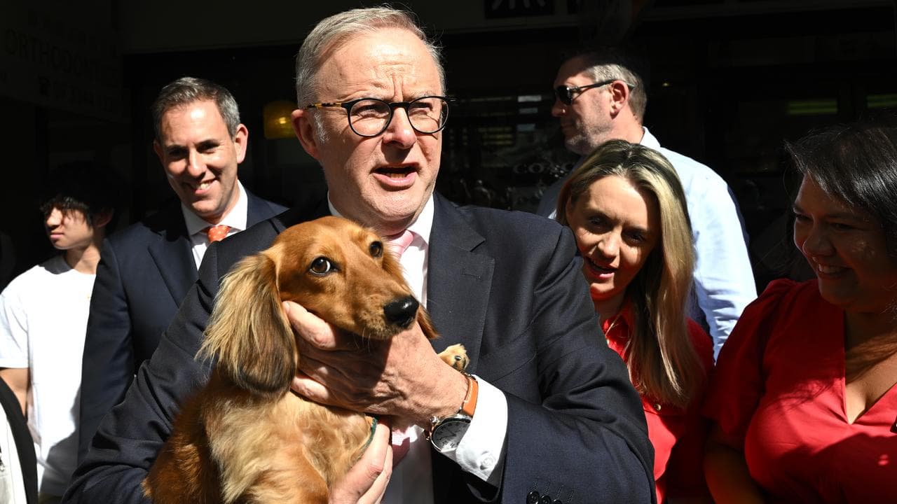 Anthony Albanese holds a dog during a visit to Sunnybank Market Square