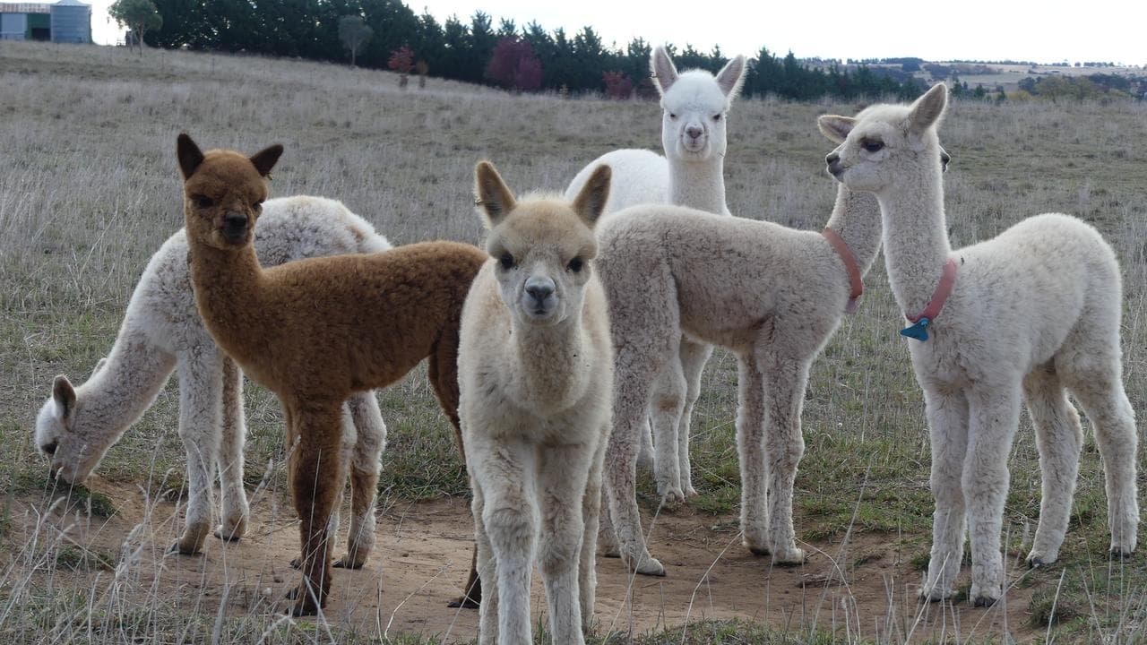 Forestglen Alpaca Stud, Millthorpe