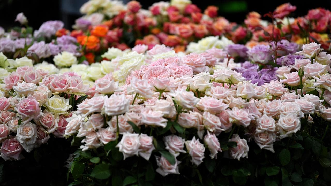 Blooms at Sydney Flower Markets