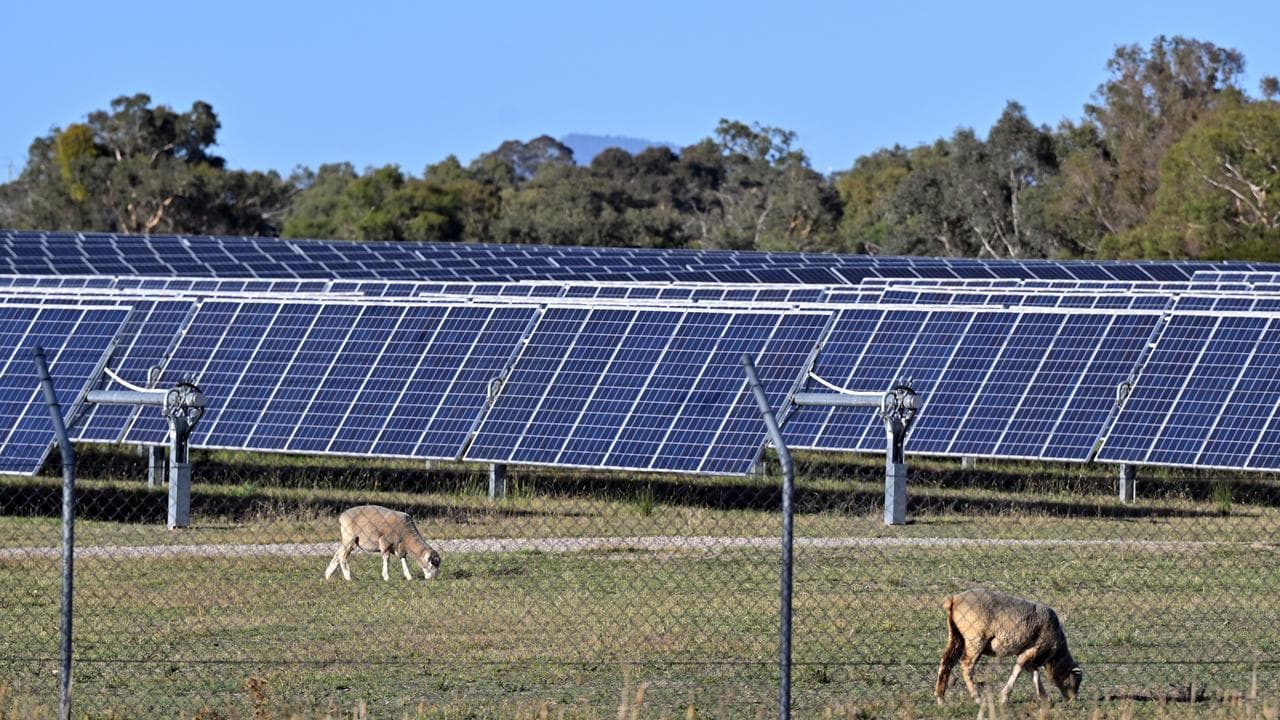 Sheep graze near solar panels