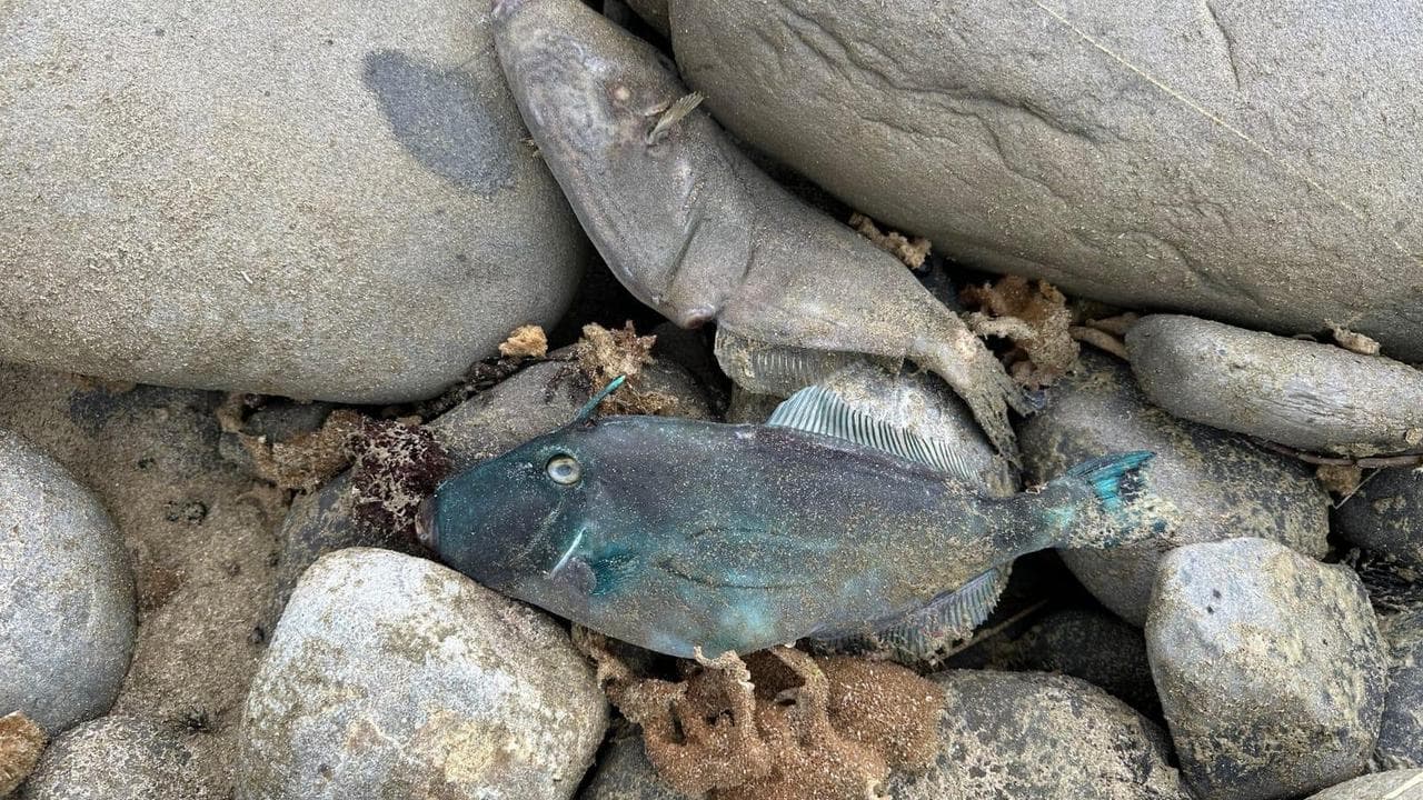 Fish have been killed by a deadly algae bloom in South Australia