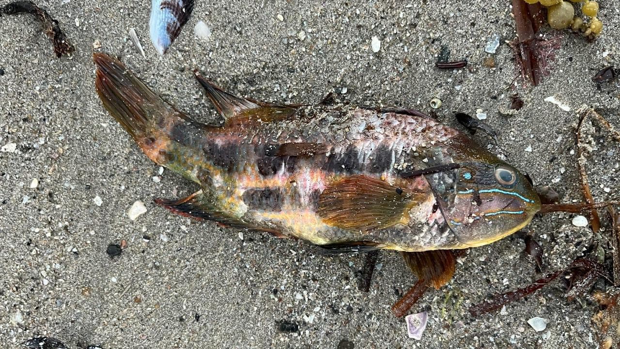 Fish have been killed by a deadly algae bloom in South Australia