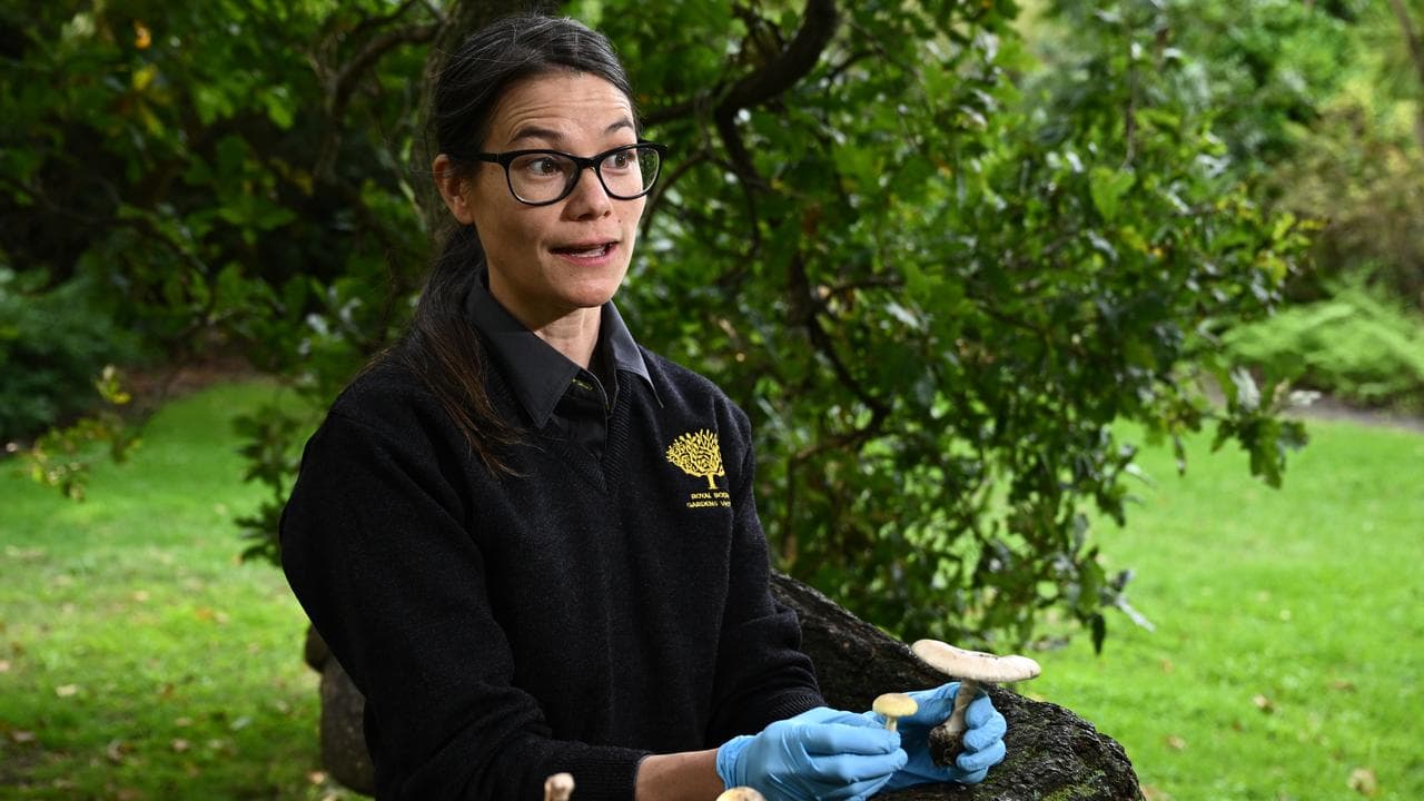 Camille Truong displays poisonous mushrooms (file)