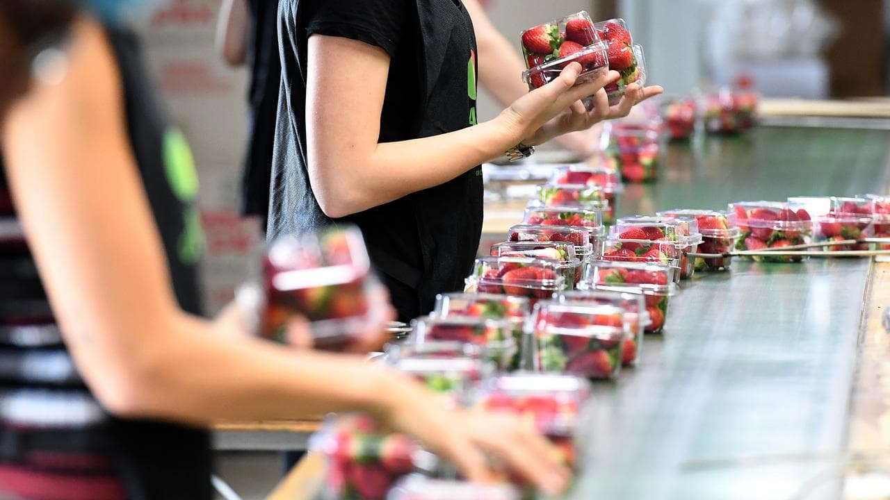Workers at a strawberry farm (file image)