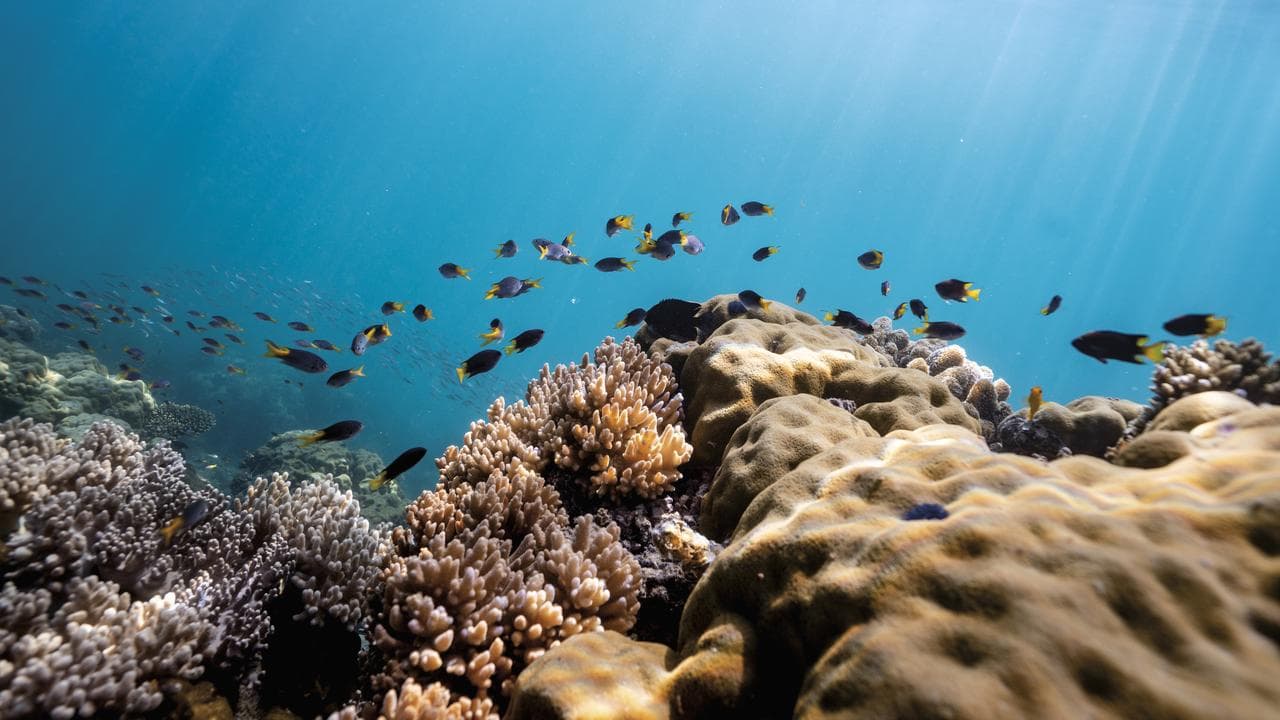 Coral and marine life pictured in the oceans of the Torres Strait
