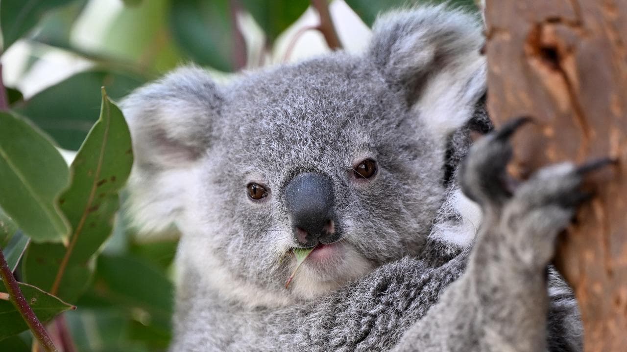 Koala joey
