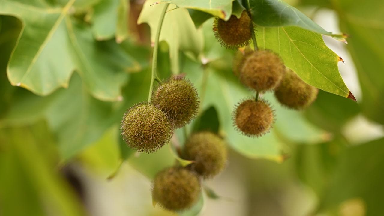 Plane tree spikey balls