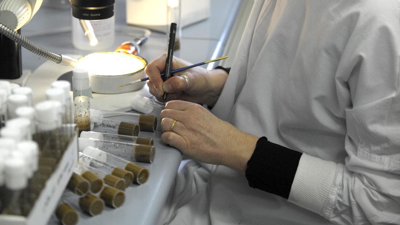 Medical researcher at work