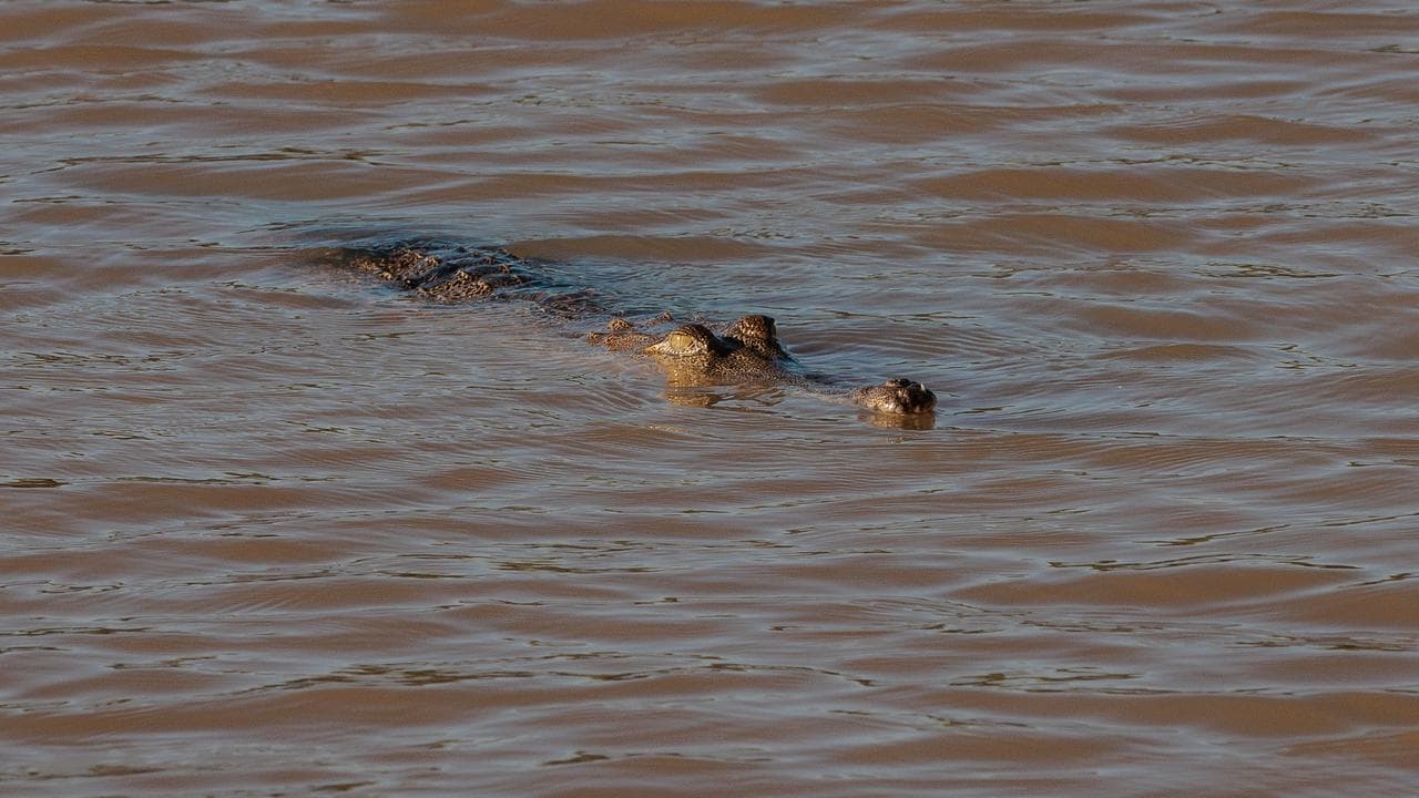 Crocodile in Fitzroy River