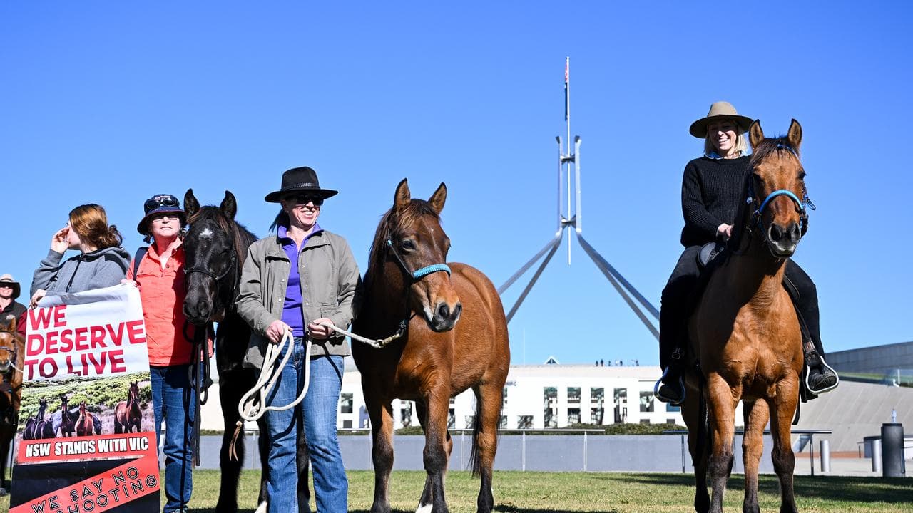 Owners of domesticated brumby horses protest at Parliament House