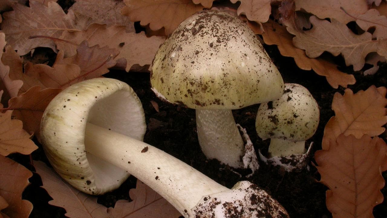 Death cap mushrooms (file)