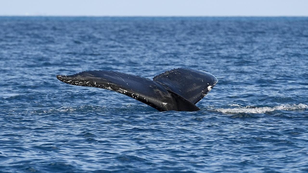 A humpback whale's tail off the coast of Hervey Bay, Queensland