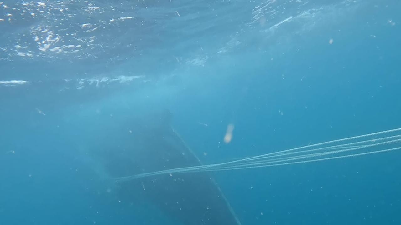 An entangled humpback whale