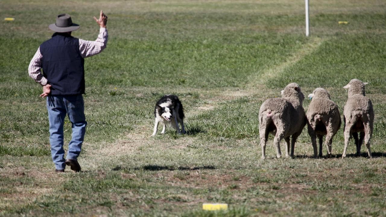 A file photo of a farmer and dog 