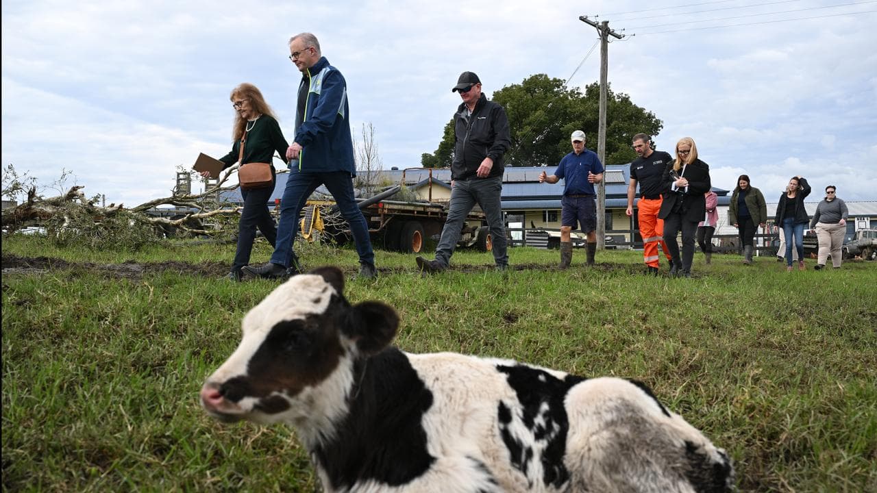 Anthony Albanese in Taree