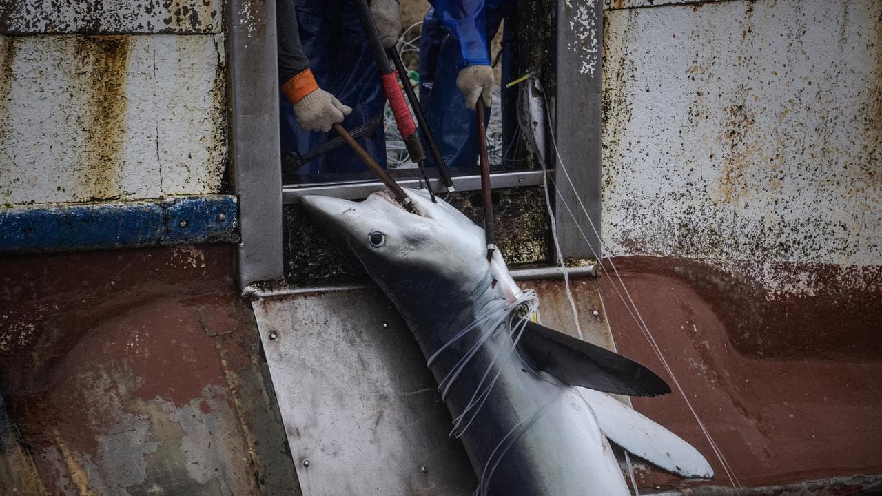 Taiwanese flagged longliner in the North Pacific Ocean