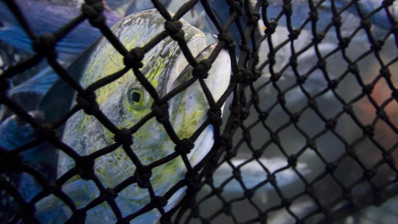 bycatch in the vicinity of the northern Galapagos Islands