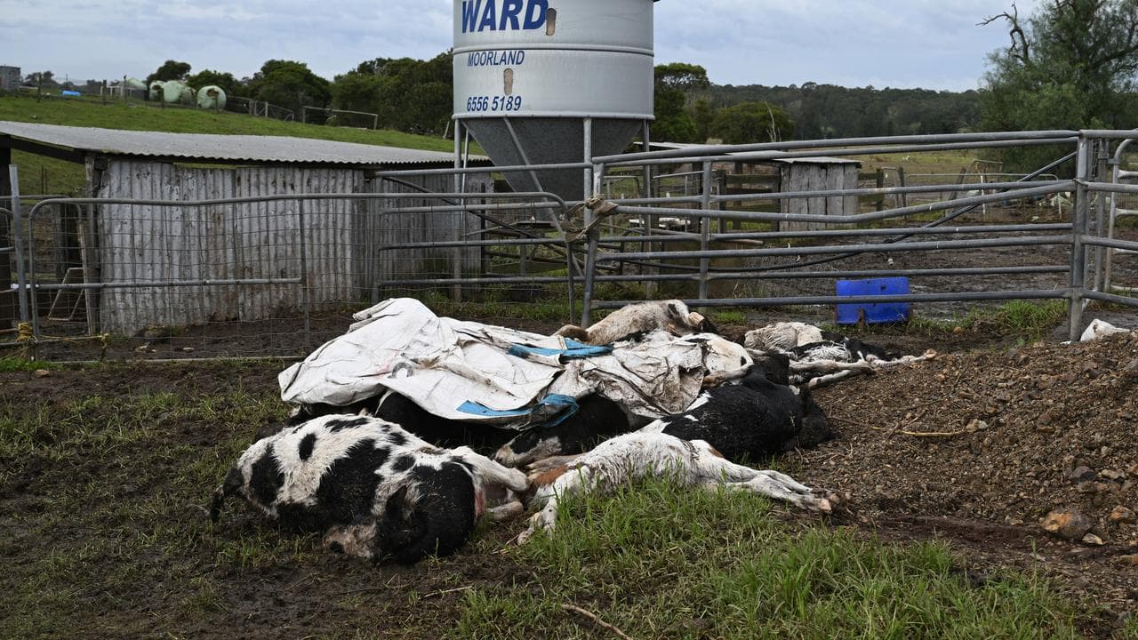 Dead cows on a diary farm in Taree
