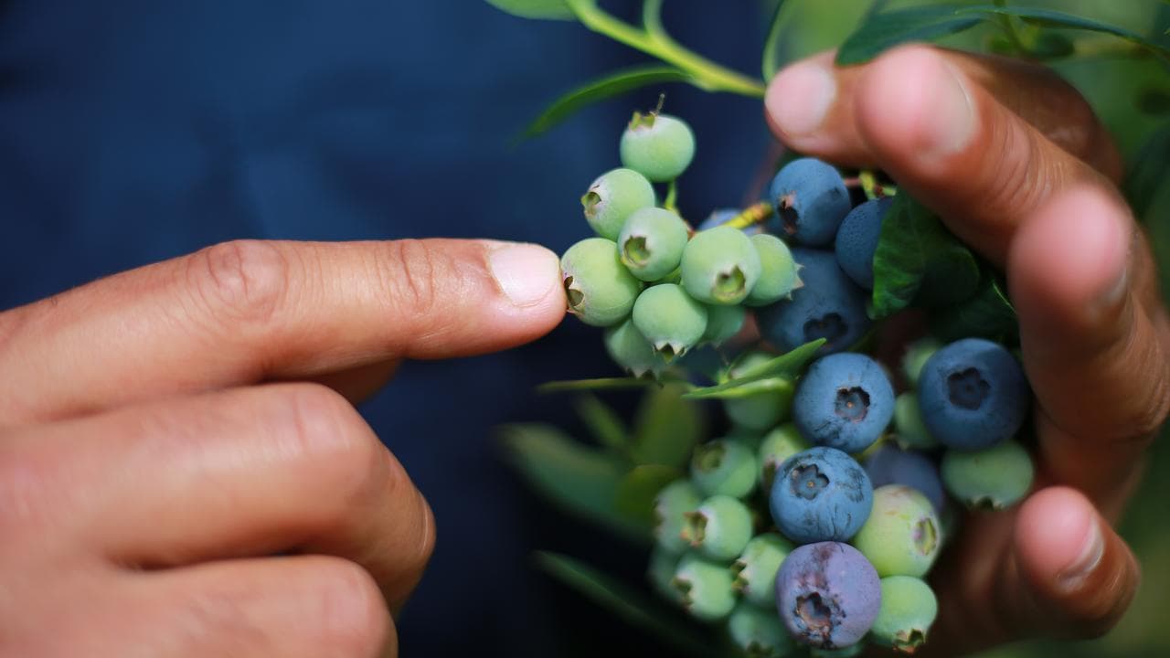 Blueberries are seen on a farm (file image)