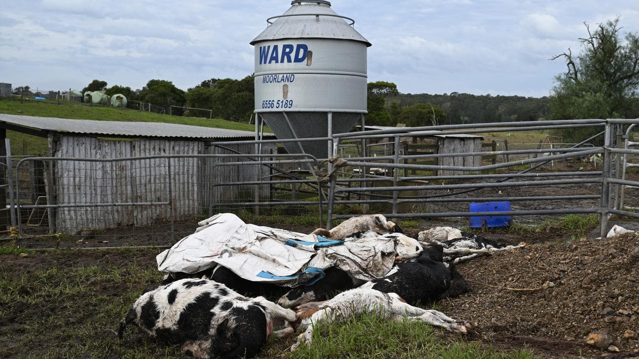 Dead cattle are seen on a diary farm