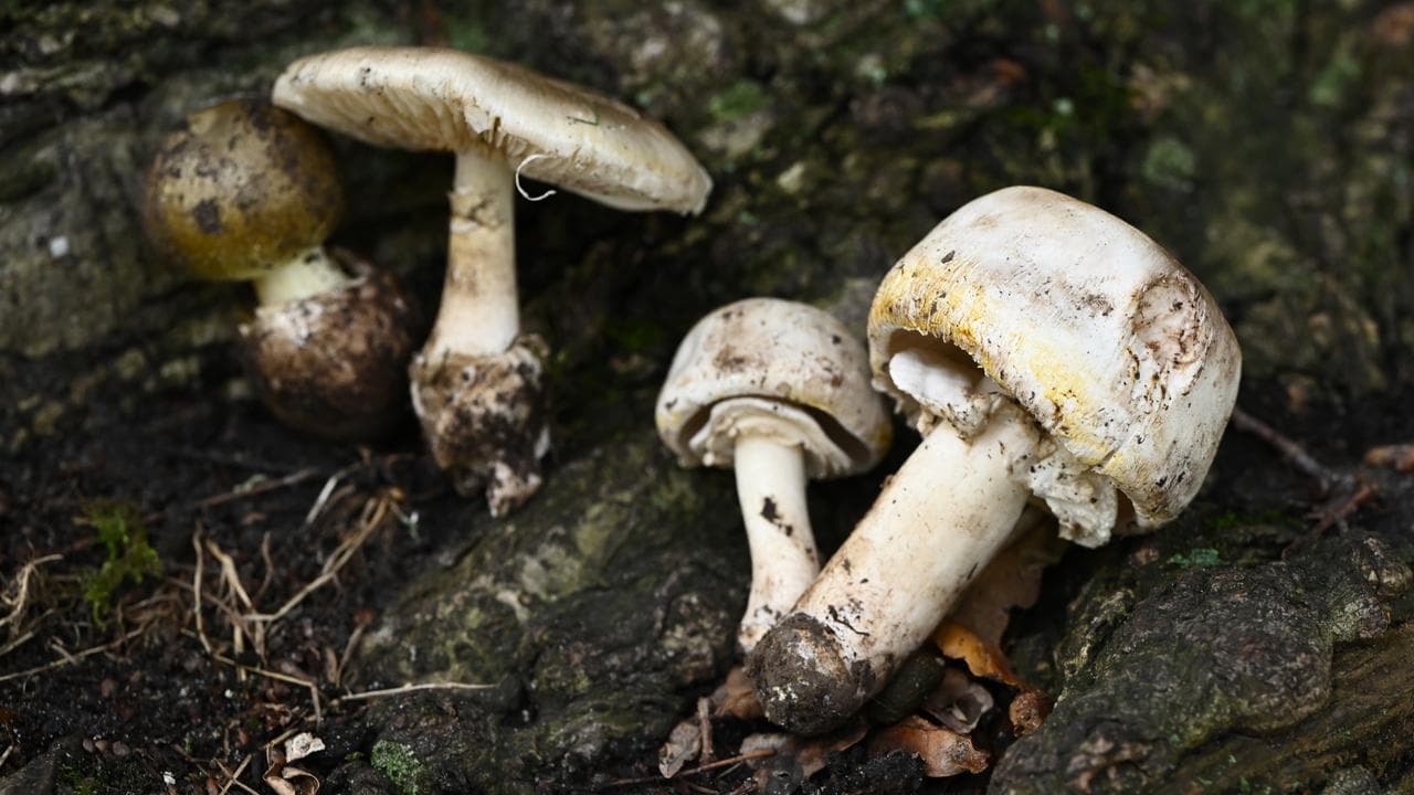 Death cap and wild mushrooms