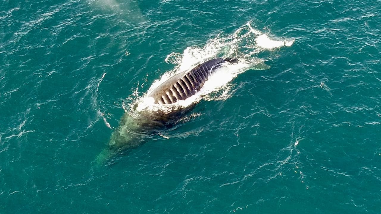 Female humpback whale Bladerunner