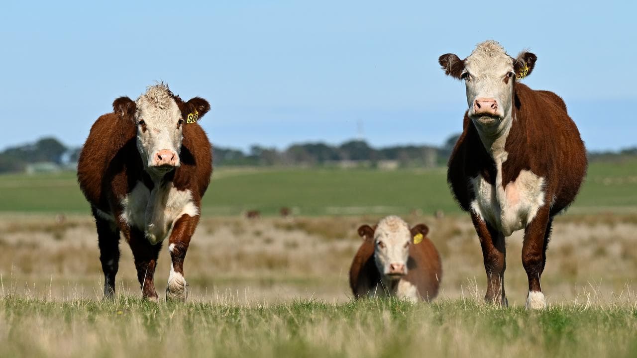 Cows is Tasmania