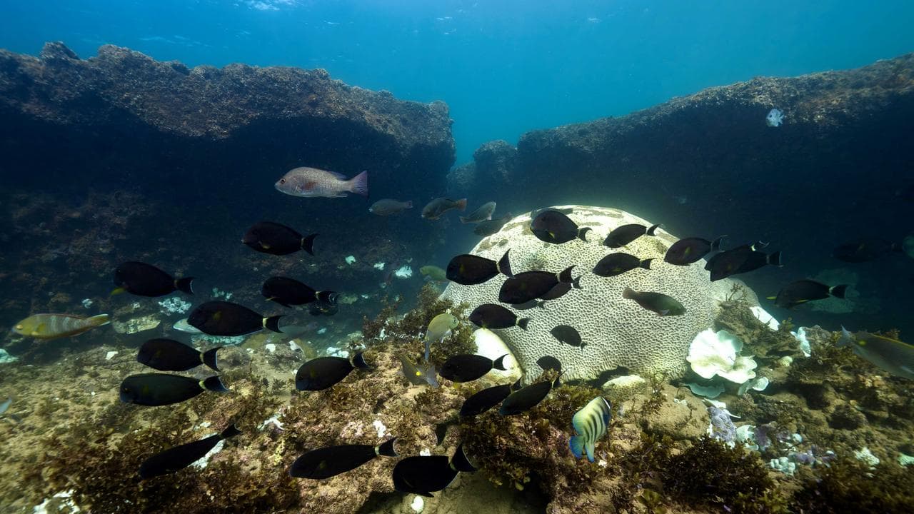 Coral bleaching due to a marine heatwave (file image)